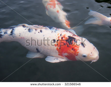 stock-photo-beautiful-fish-in-water-cool-321566546.jpg