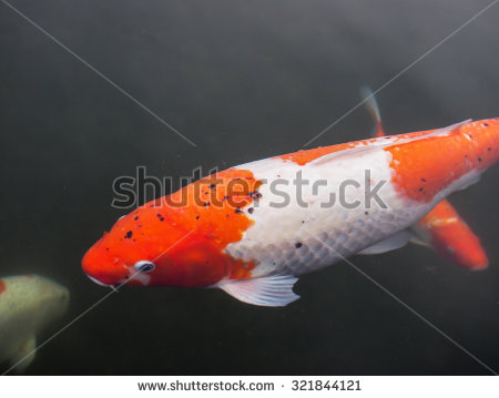 stock-photo-cool-water-and-beautiful-fish-nature-321844121.jpg