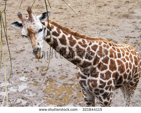 stock-photo-lovely-giraffe-nature-in-zoo-321844115.jpg