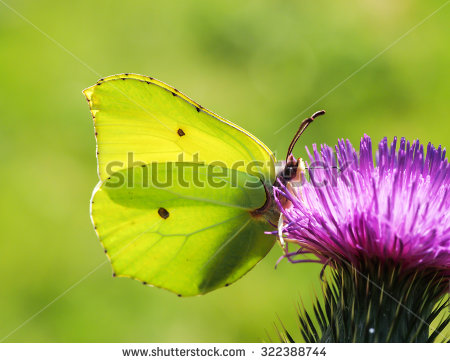 stock-photo-beautiful-nature-summer-butterfly-and-flowers-322388744.jpg
