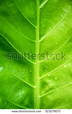stock-photo-green-leaf-background-323279072.jpg