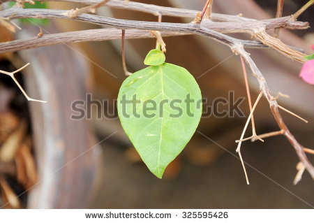 stock-photo-bougainvillea-leaf-325595426.jpg