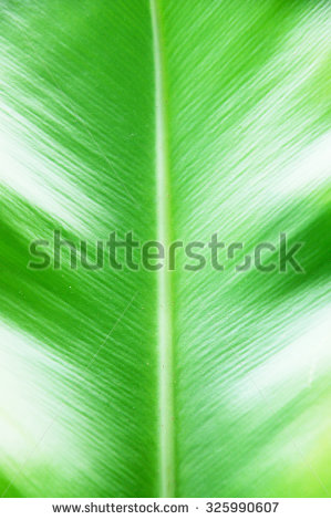 stock-photo-asplenium-nidus-or-bird-s-nest-fern-background-texture-325990607.jpg