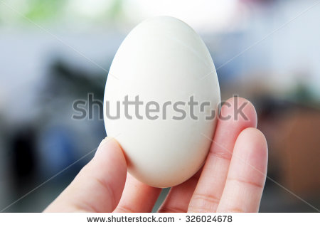 stock-photo-duck-egg-in-hand-326024678.jpg