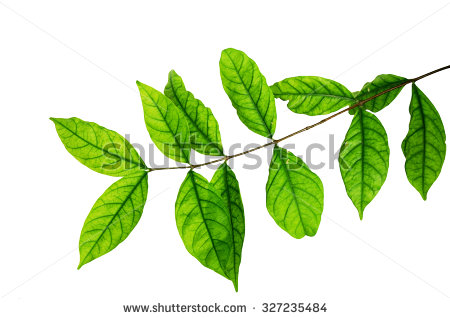 stock-photo-wrightia-religiosa-leaves-on-white-background-327235484.jpg