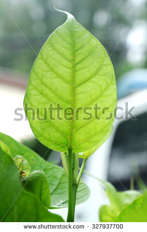 stock-photo-ficus-religiosa-leaf-or-bodhi-leaf-327937700.jpg