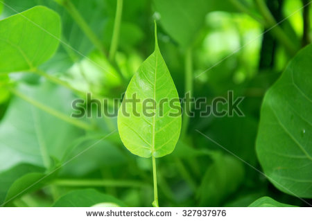 stock-photo-ficus-religiosa-leaf-or-bodhi-leaf-327937976.jpg