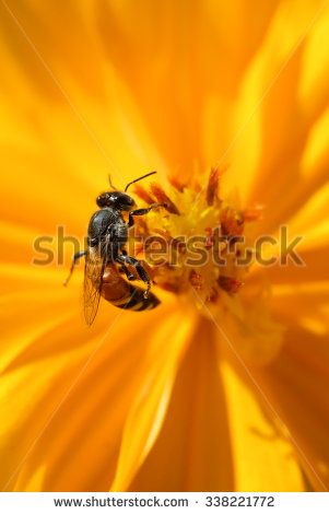 stock-photo-bee-collecting-nectar-from-a-bright-orange-flower-in-sunny-spring-day-soft-focus-photo-338221772.jpg