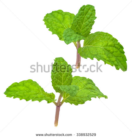stock-photo-mint-leaves-isolated-on-white-background-338932529.jpg
