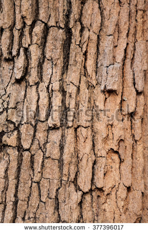 stock-photo-brown-bark-texture.jpg