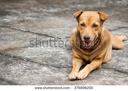 stock-photo-brown-dog-on-the-floor-378896200.jpg