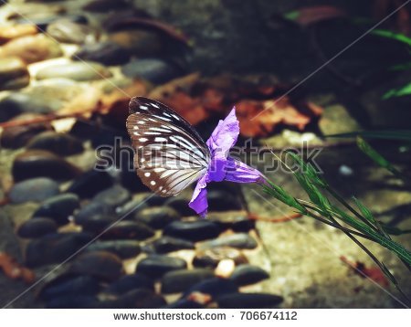 stock-photo-butterfly-with-purple-flowers-706674112 (1).jpg