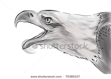 stock-photo-drawing-of-eagle-in-black-and-white-with-bush-79385107.jpg