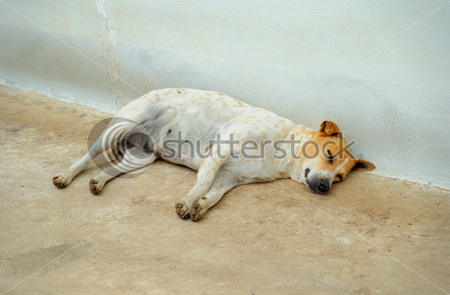 stock-photo-fat-dog-sleeping-82911379.jpg