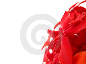 red-rubiaceae-thumb15372103.jpg