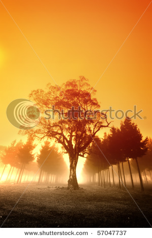 stock-photo-sunrise-over-australian-forest-57047737.jpg