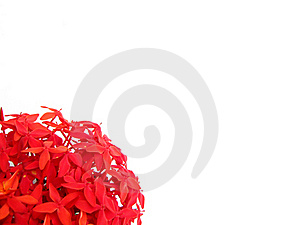 red-rubiaceae-thumb15372046.jpg